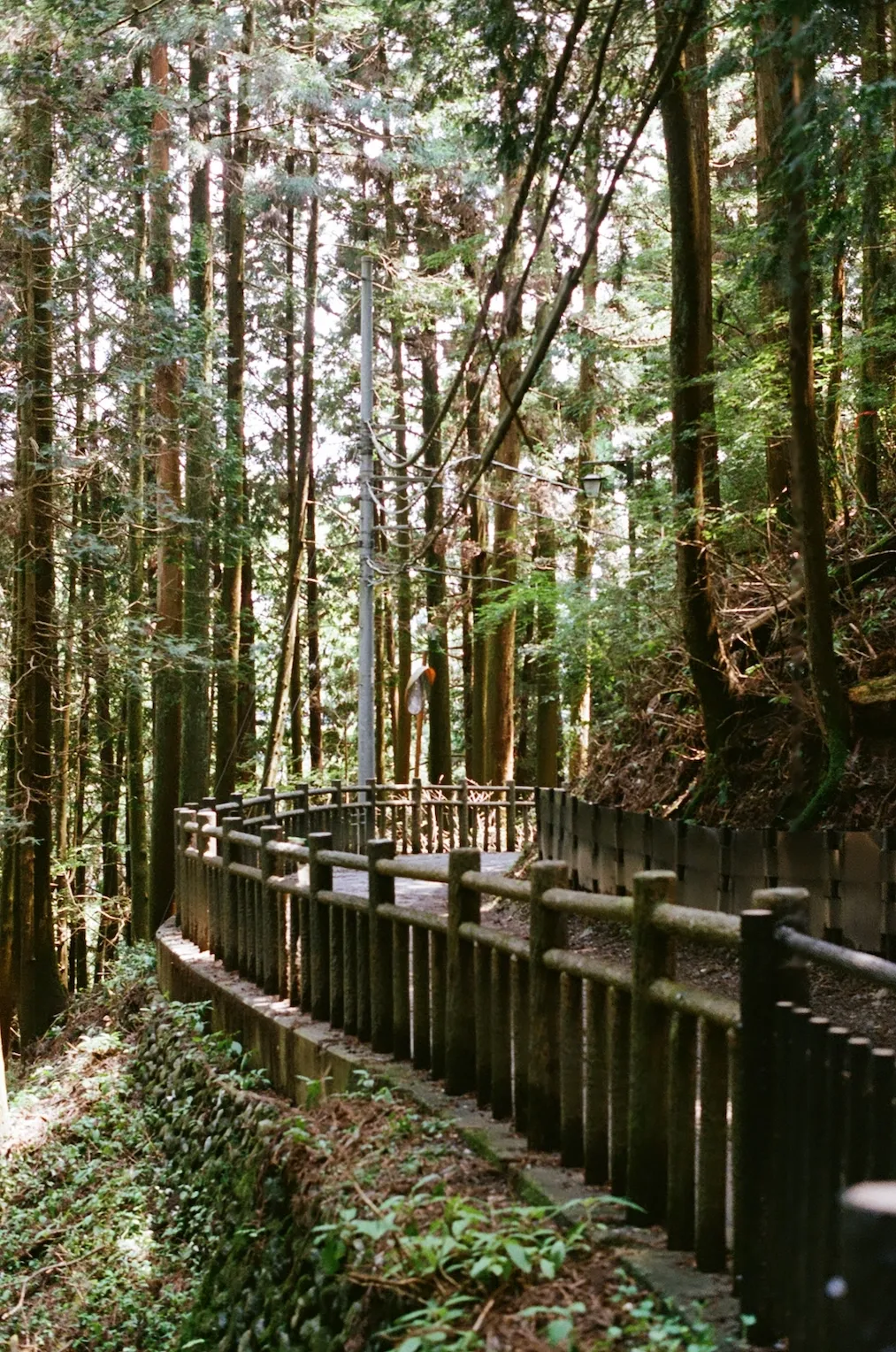 The first part of the trail between trees, protected by a well-maintained wooden railing.