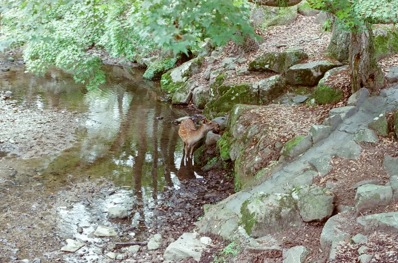 A baby deer seeking the shade in a pond.