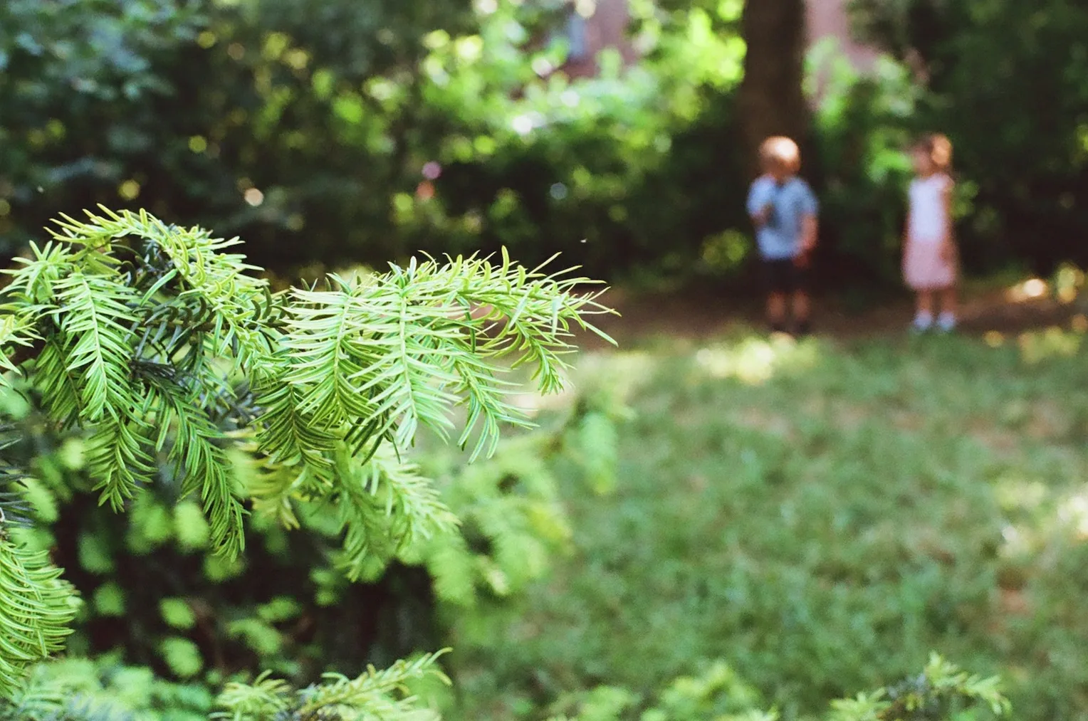 A closeup of a plant. In the background, two blurred kids are playing.