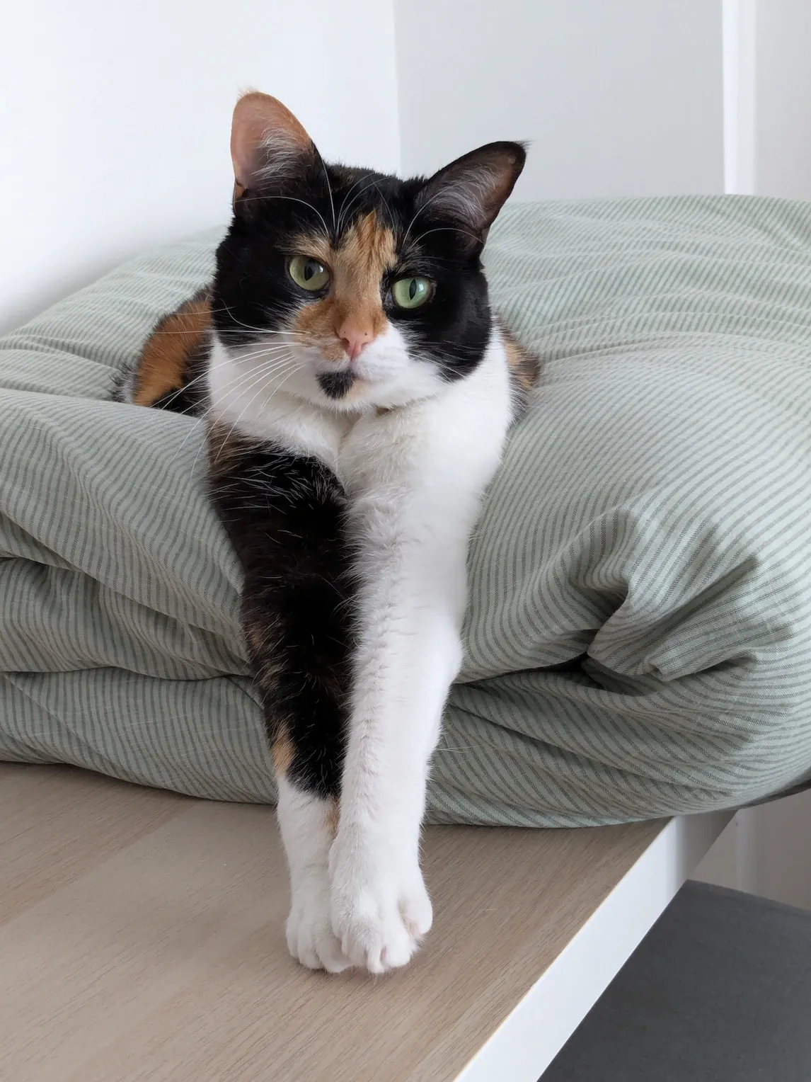 Kami, a young female calico cat, stretching her front paws while resting on top of a folded duvet.