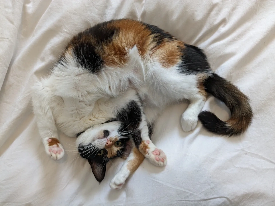 Kami showcasing an impressive gymnastics trick where she's flipped over herself in a half-shrimp pose.
