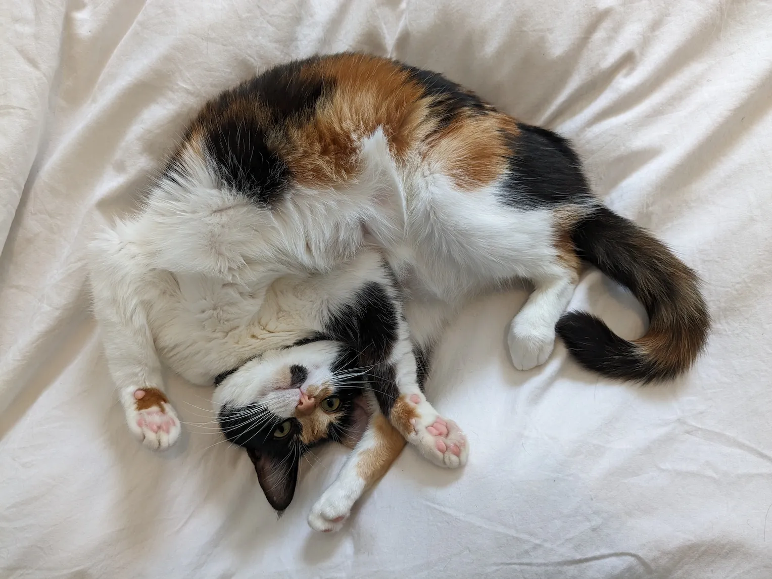 Kami, a young female calico cat, showcasing an impressive gymnastics trick where she's flipped over herself in a half-shrimp pose.