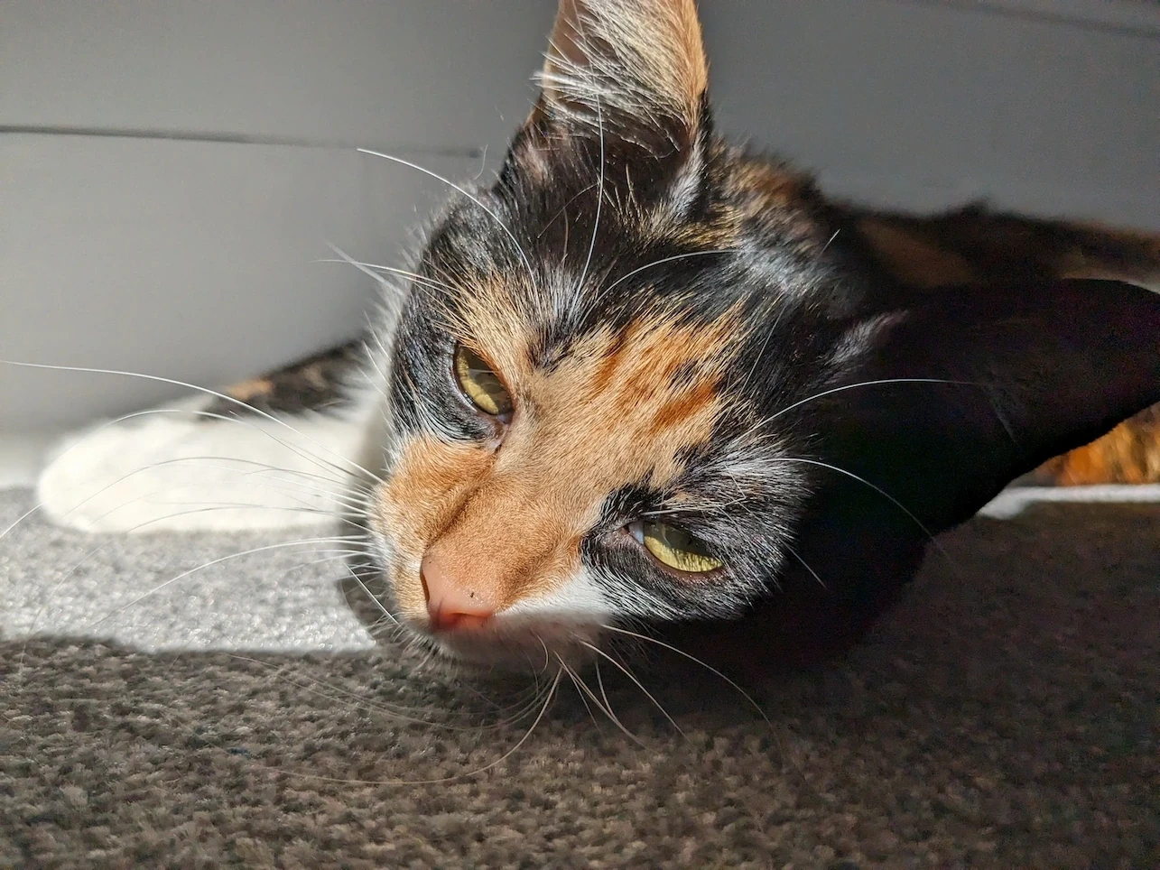 A closeup of Kami's face. She's resting on the carpet and looking directly at the camera, with the sunlight illuminating her.